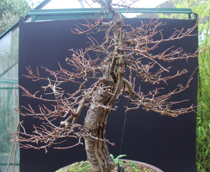 Larch Bonsai Carving and Styling 